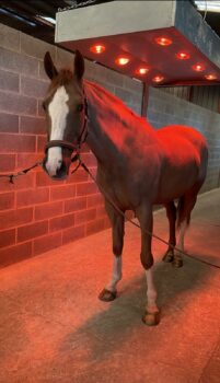 Pension pour chevaux à Trélon