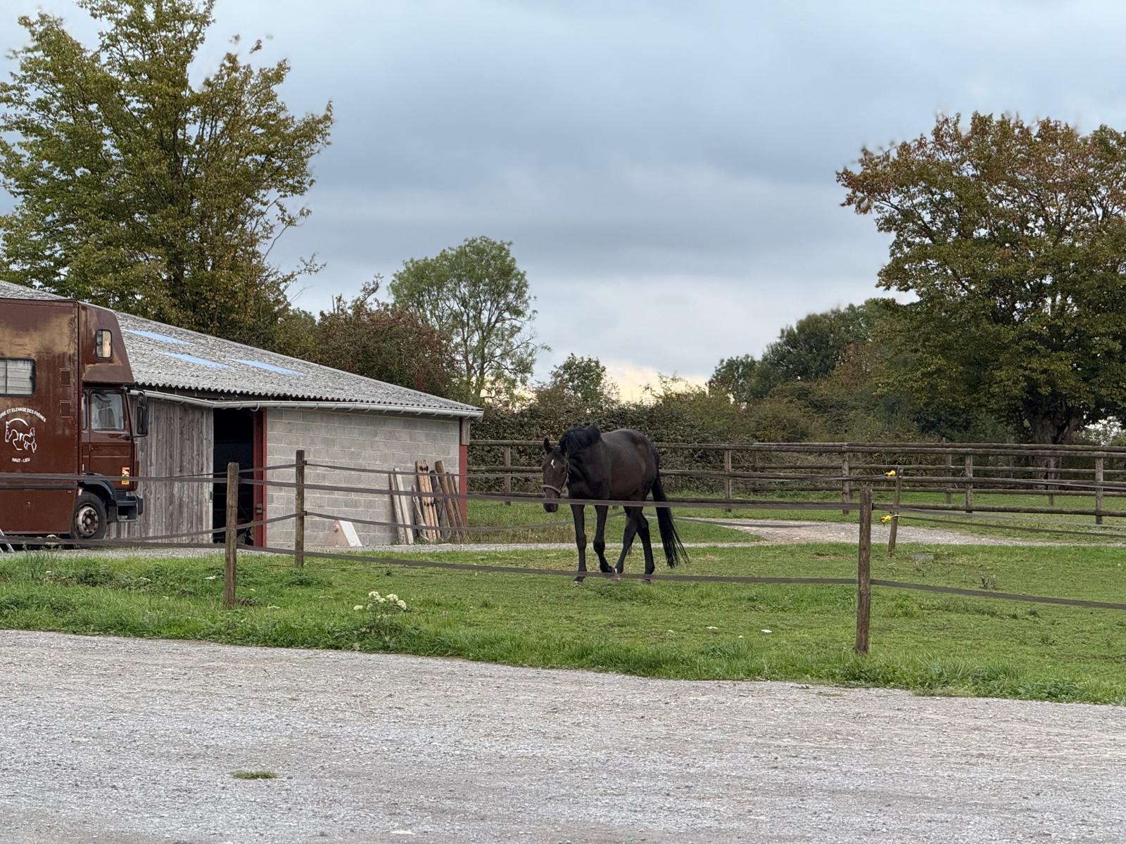 pension pour chevaux à Maubeuge