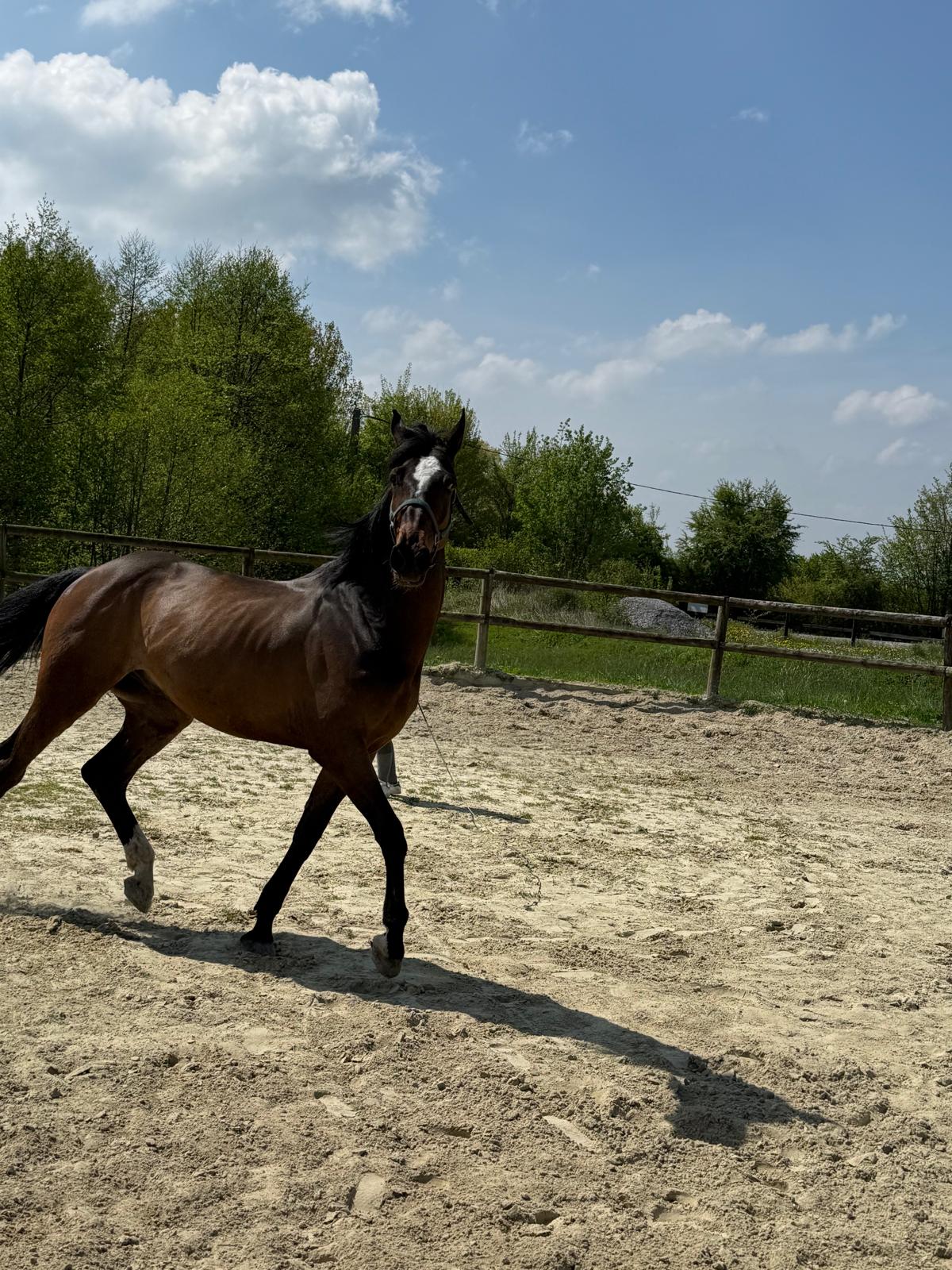 Travail du cheval à Maubeuge