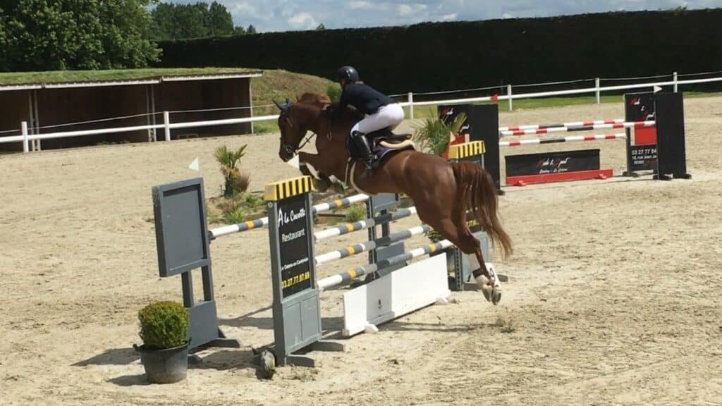 Chevaux à vendre dans le Nord