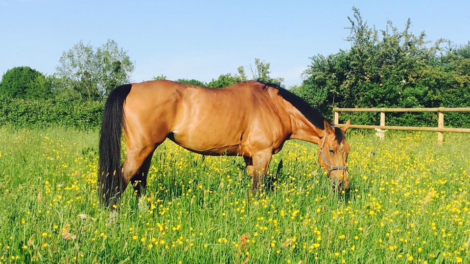 Élevage de chevaux de sport à Fourmies