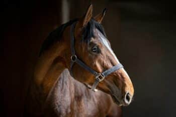Accompagnement cheval de sport dans le Nord
