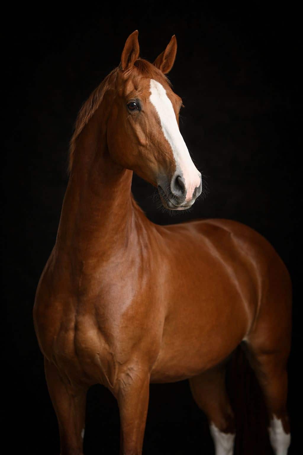 Entraînement cheval sport dans le Nord